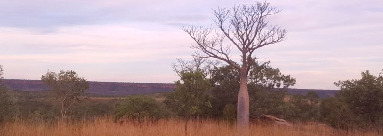 Boab Trees – Kimberley Region