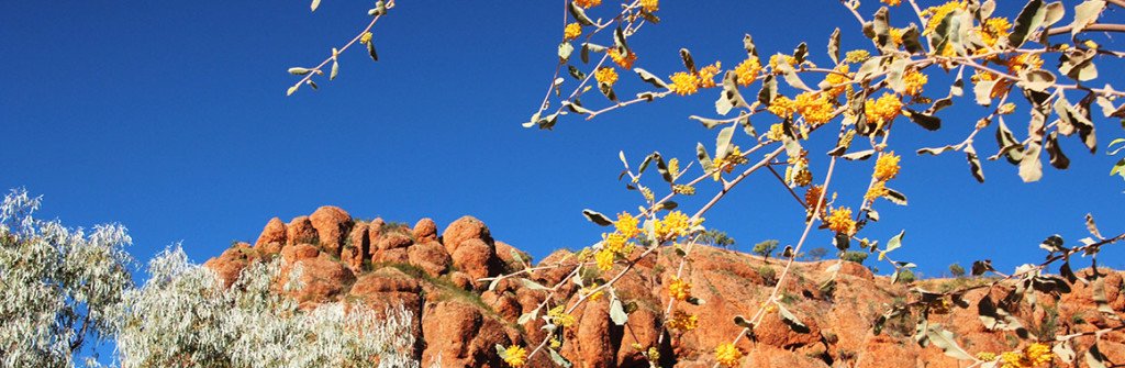 The Kimberley Seed Bank Project