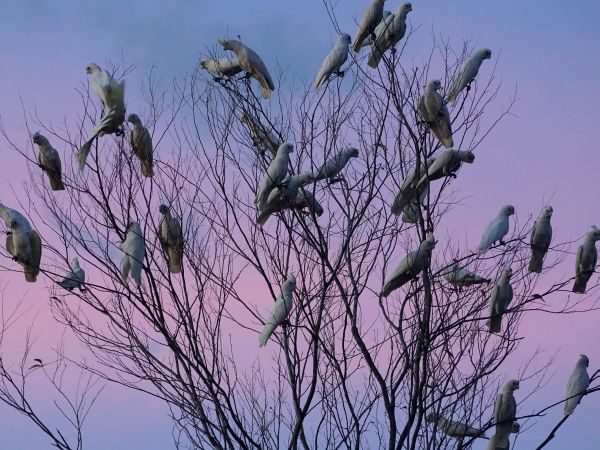 Bird watching Kimberleys Tours Australia