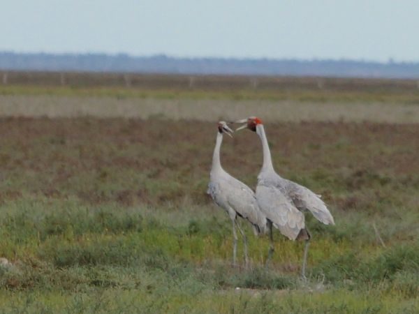 Bird watching the Kimberley Australia