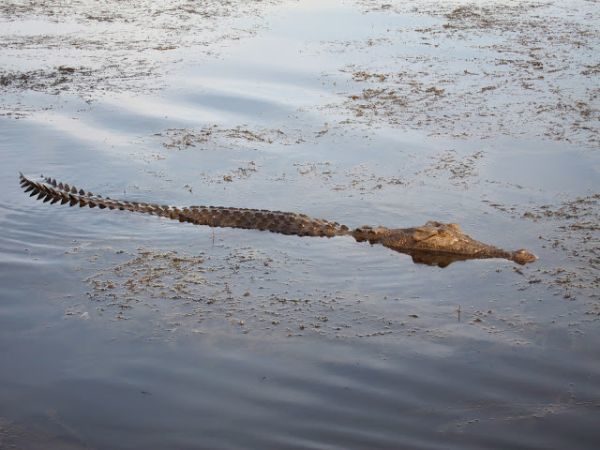 Crocodile Yellow Water Kakadu National Park