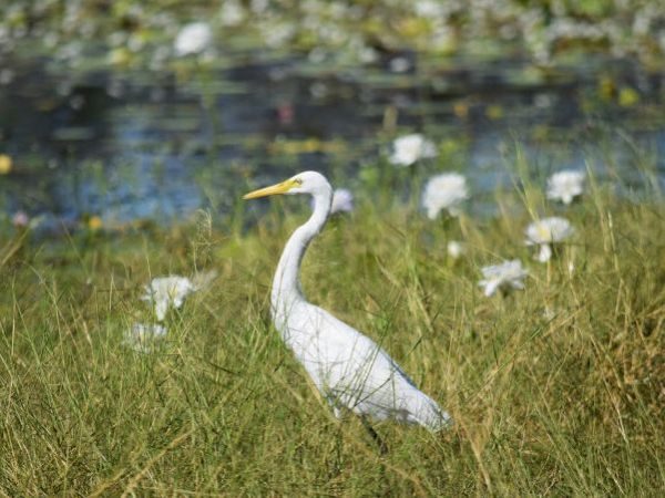 Egret, Sandy Billabong Kakadu National Park