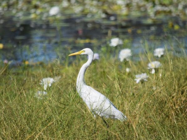 Egret, Sandy Billabong Kakadu National Park