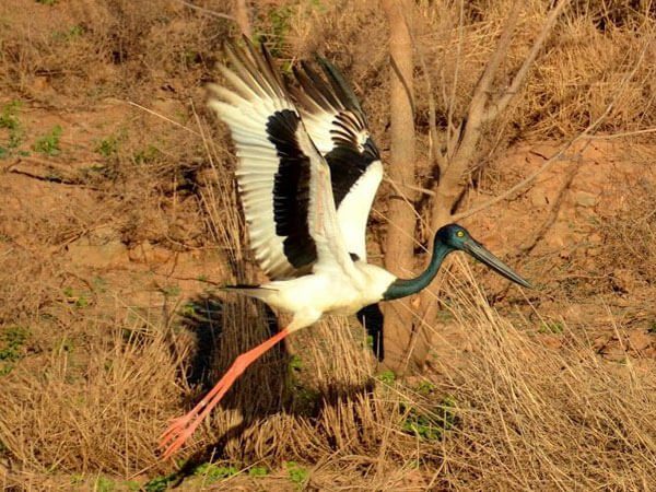 Jabiru In Flight The Kimberley WA