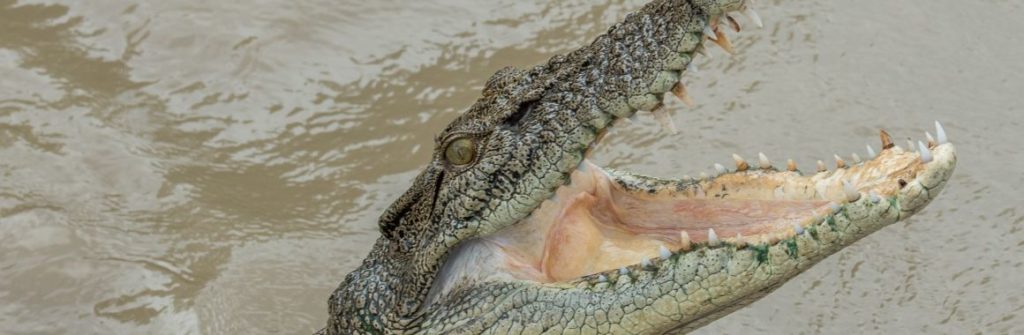 Saltwater Crocodiles in Northern Australia