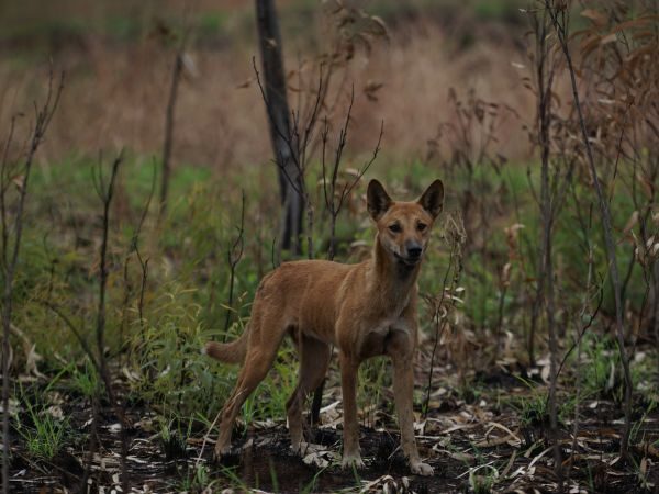 Kimberley Tours Australia- Dingo