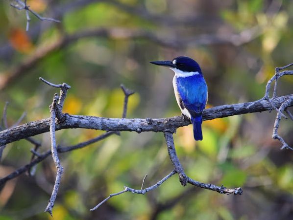 Kingfisher, Yellow Water Kakadu National Park