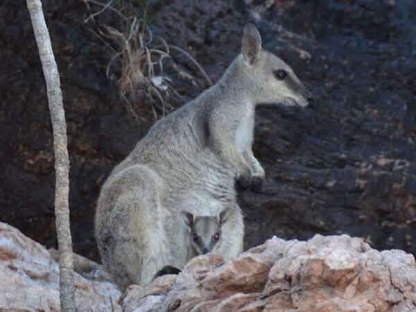 Rockwallaby The Kimberley WA