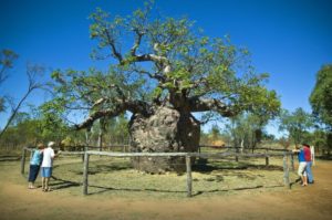 Boab trees of the kimberley australia