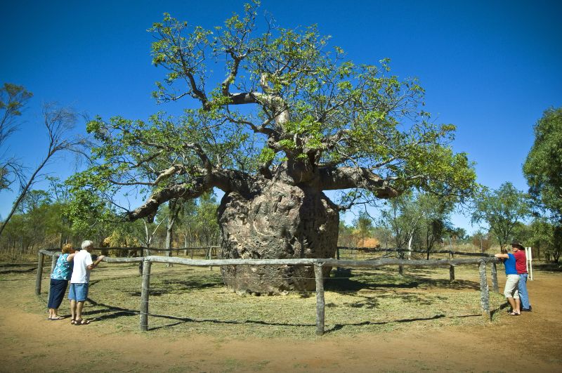 Boab Prison Tree Derby the Kimberley Charter North Safaris