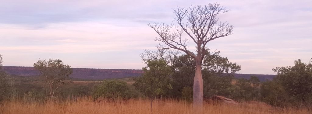 Boab Trees – Kimberley Region