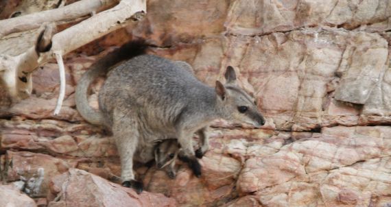 rock wallaby with joey in pouch sitting on a rock at Lake Argyle