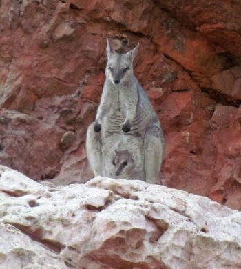 Rock wallaby carrying Joey at Lake Argyle